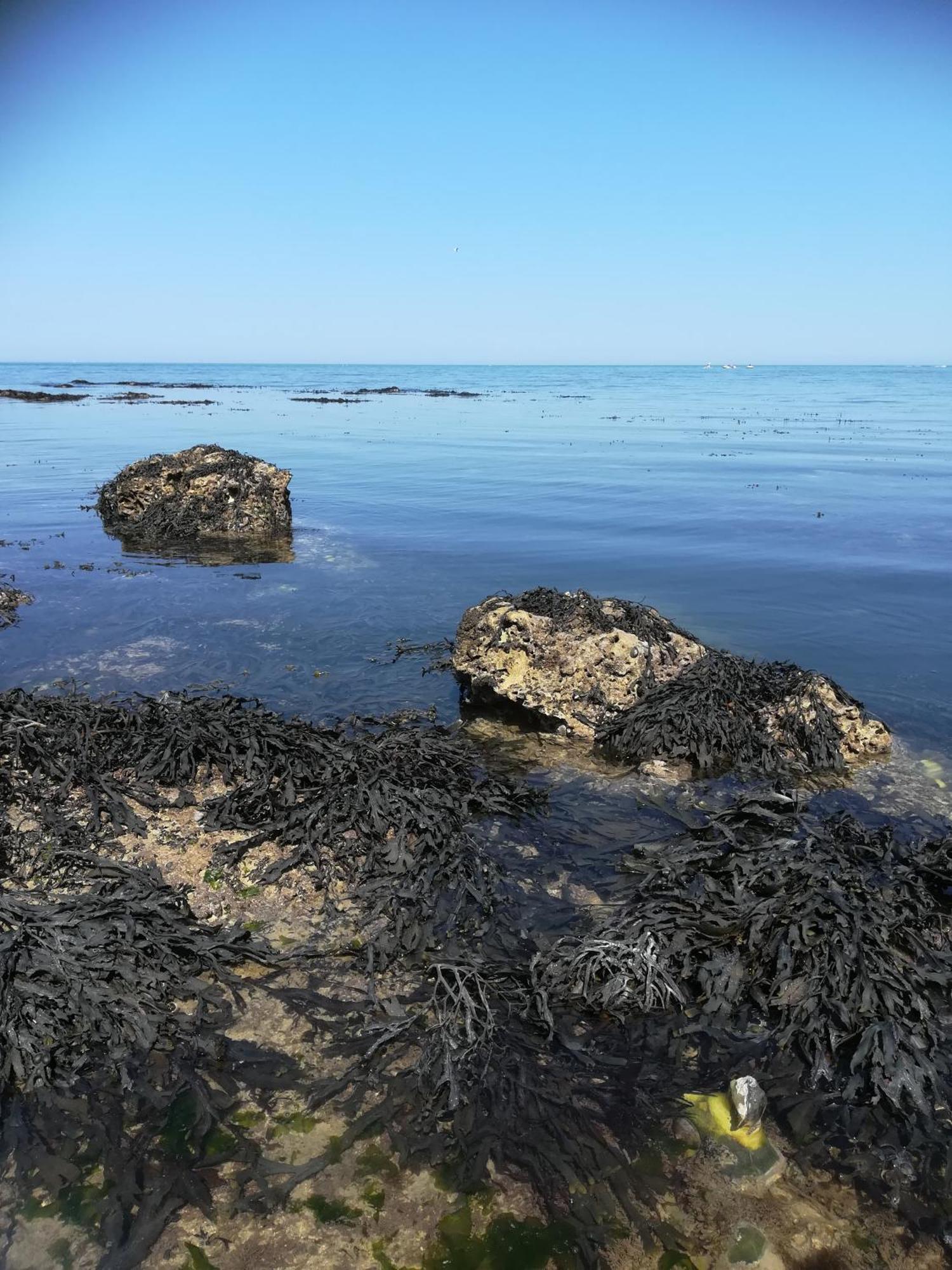 페캉 Le Costa Rica En Bord De Mer 빌라 외부 사진